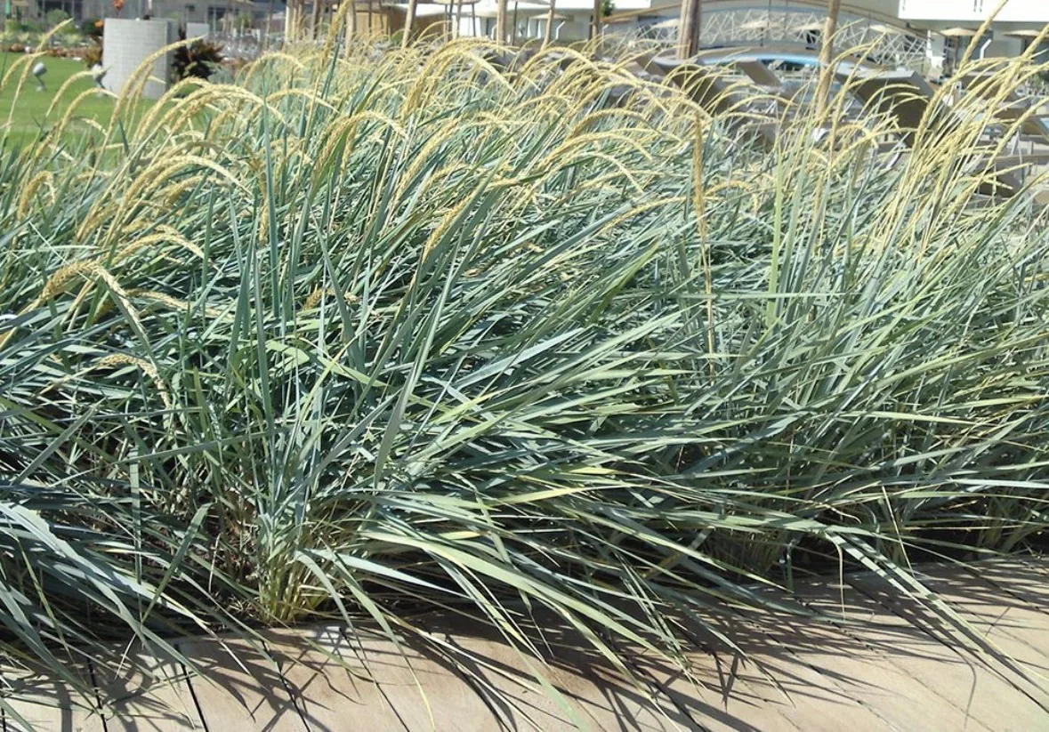 레이무스 블루듄